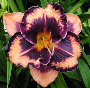 iris (199)